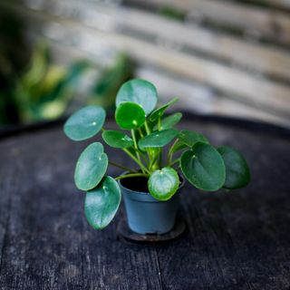 Pilea peperomioides