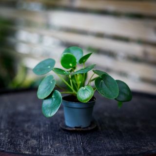 Pilea peperomioides