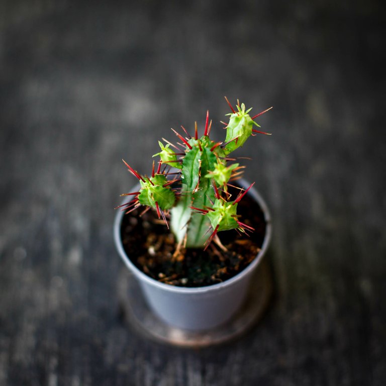 Euphorbia enopla 6 cm
