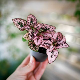 Hypoestes rosa