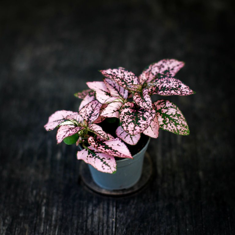 Hypoestes phyllostachya Rosa - Rosenstänk 6 cm RÄDDA MIG