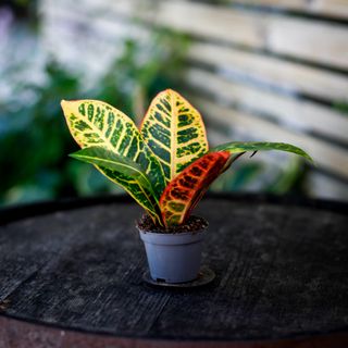 Codiaeum 'Petra' - Kroton