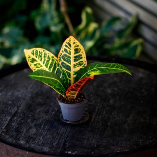 Codiaeum 'Petra' - Kroton