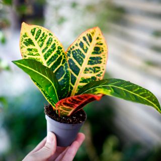 Codiaeum 'Petra' - Kroton