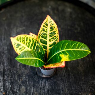 Codiaeum 'Petra' - Kroton