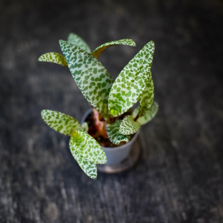 Ledebouria socialis - Syskonstjärna 6 cm