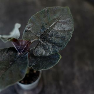 Alocasia ’Antoro Velvet’