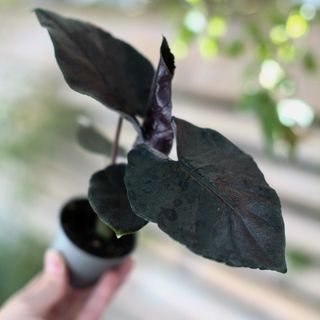Alocasia ’Antoro Velvet’