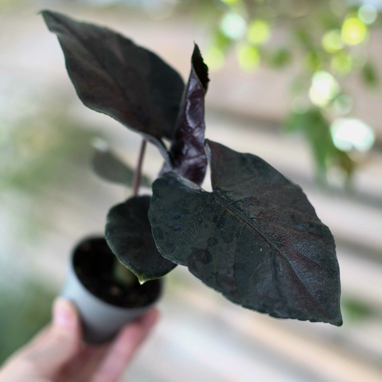 Alocasia ’Antoro Velvet’ 6 cm