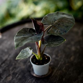 Alocasia ’Antoro Velvet’