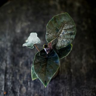 Alocasia ’Antoro Velvet’