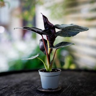 Alocasia ’Antoro Velvet’