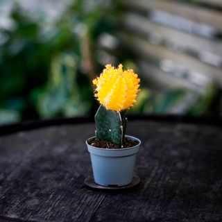 Gymnocalycium mihanovichii gul