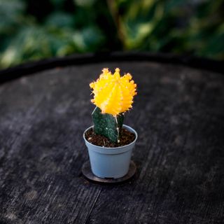 Gymnocalycium mihanovichii gul