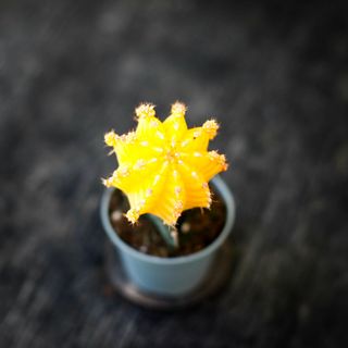 Gymnocalycium mihanovichii gul