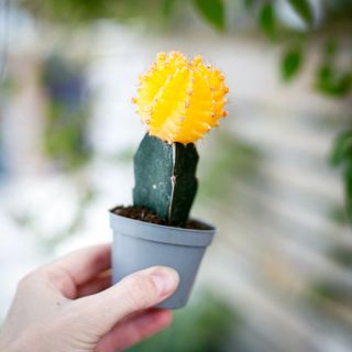 Gymnocalycium mihanovichii gul