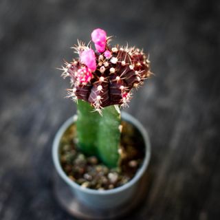 Gymnocalycium mihanovichii lila