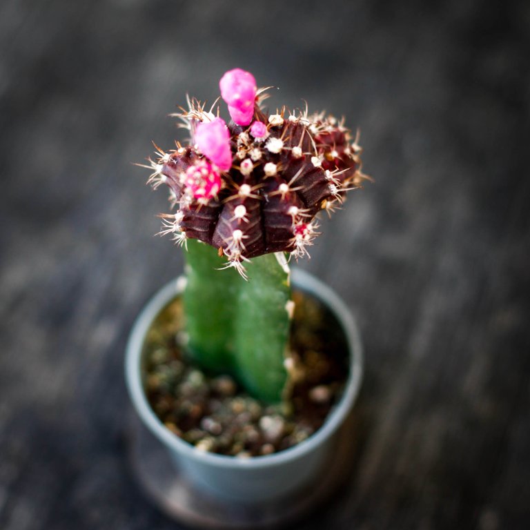 Gymnocalycium mihanovichii lila 5,5 cm
