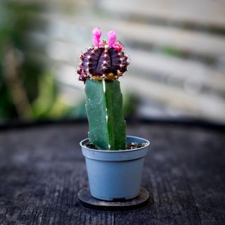 Gymnocalycium mihanovichii lila