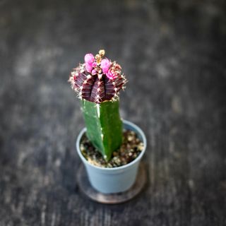 Gymnocalycium mihanovichii lila