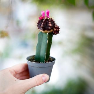 Gymnocalycium mihanovichii lila