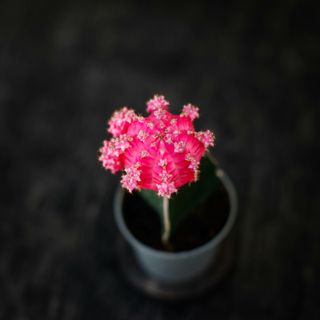Gymnocalycium mihanovichii rosa