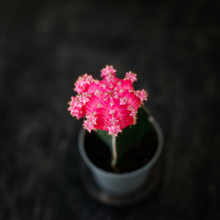Gymnocalycium mihanovichii rosa 5,5 cm