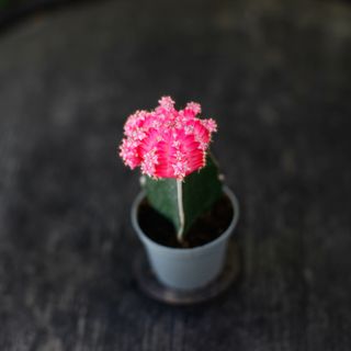 Gymnocalycium mihanovichii rosa