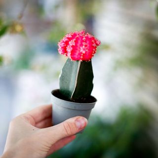 Gymnocalycium mihanovichii rosa