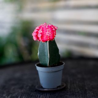 Gymnocalycium mihanovichii rosa