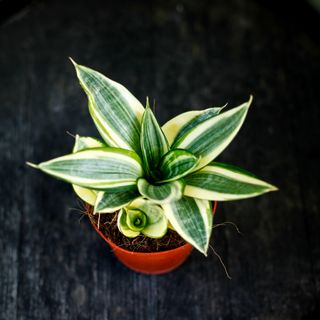 Sansevieria 'Golden Hahnii' 12 cm