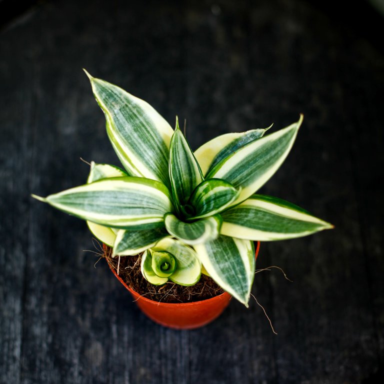 Sansevieria 'Golden Hahnii' 12 cm