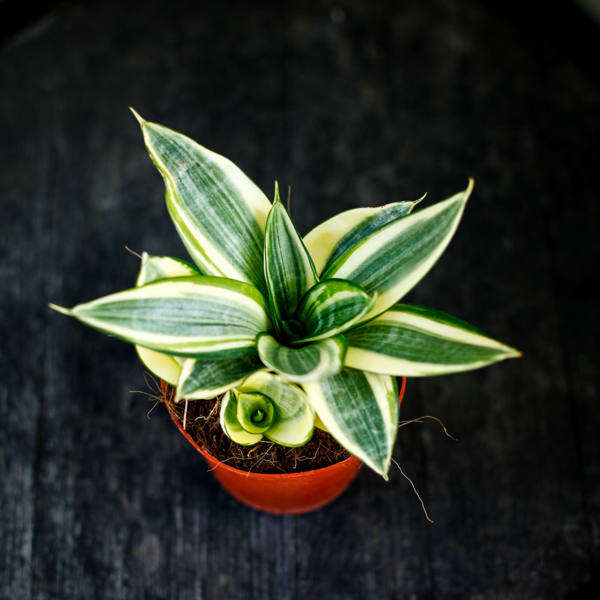 Sansevieria Golden Hahnii