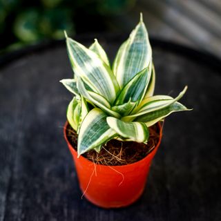 Sansevieria 'Golden Hahnii' 12 cm