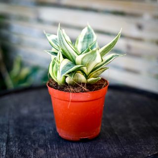 Sansevieria 'Golden Hahnii' 12 cm