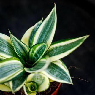 Sansevieria 'Golden Hahnii' 12 cm