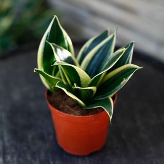 Sansevieria 'Hahnii'