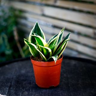 Sansevieria 'Hahnii'