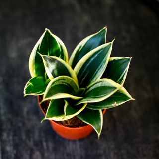 Sansevieria 'Hahnii'