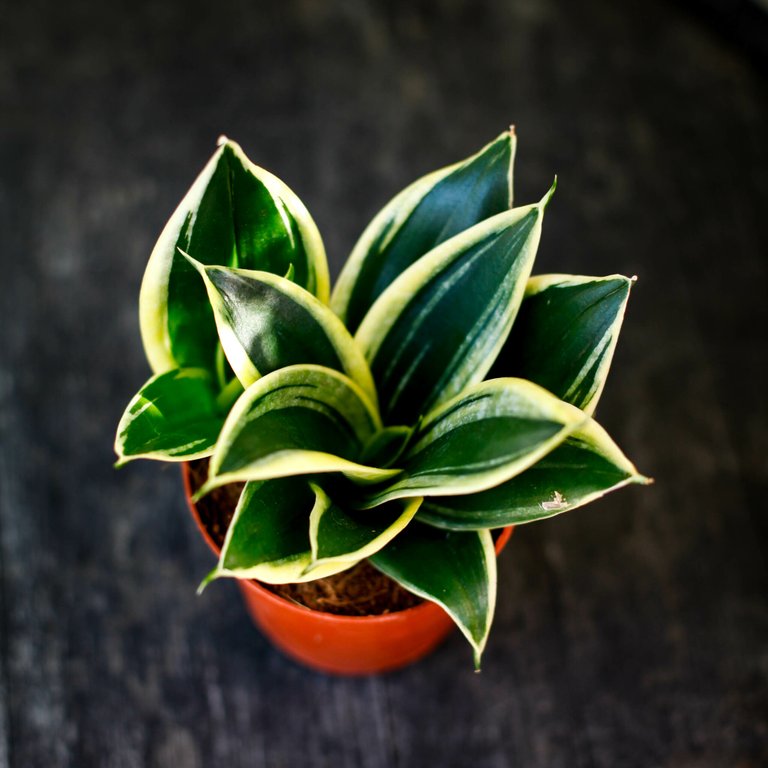 Sansevieria 'Hahnii' 12 cm KAMPANJ