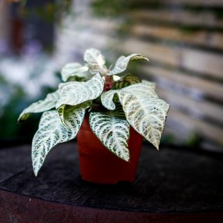 Aphelandra 'White Wash' 12 cm