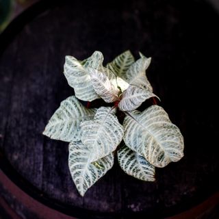 Aphelandra 'White Wash' 12 cm