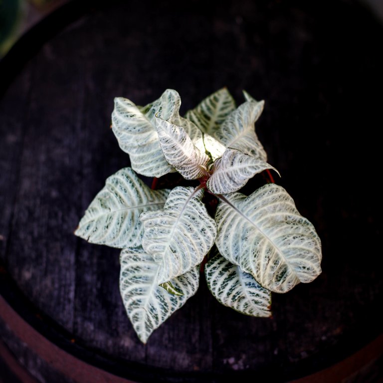 Aphelandra 'White Wash' 12 cm