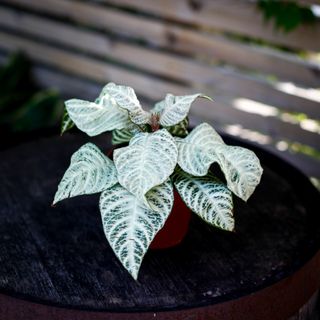 Aphelandra 'White Wash' 12 cm