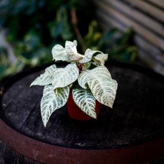 Aphelandra 'White Wash' 12 cm