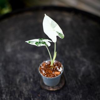Alocasia frydek 'Variegata' NR. 2