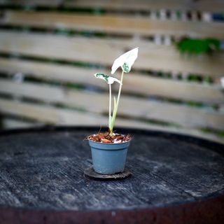 Alocasia frydek 'Variegata' NR. 2