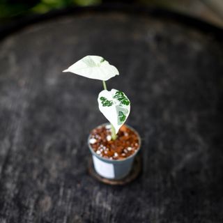 Alocasia frydek 'Variegata' NR. 2