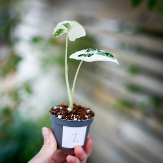 Alocasia frydek 'Variegata' NR. 2