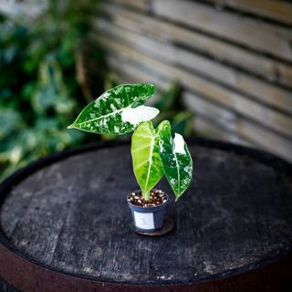 Alocasia frydek 'Variegata' NR. 3